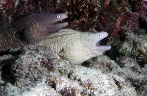 Maldives 2021 - Murene a oeil blanc -Grey face moray - Gymnothorax thyrsoideus - DSC00150_rc